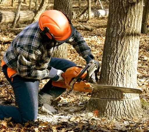 Tree Removal in Pecks Mill, WV